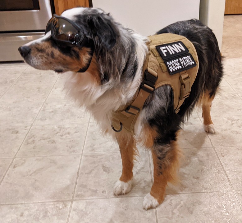 Australian Shepherd Puppy