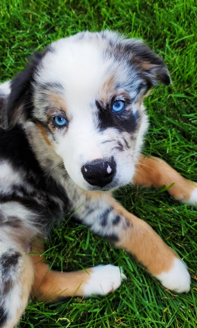 Australian Shepherd Puppy